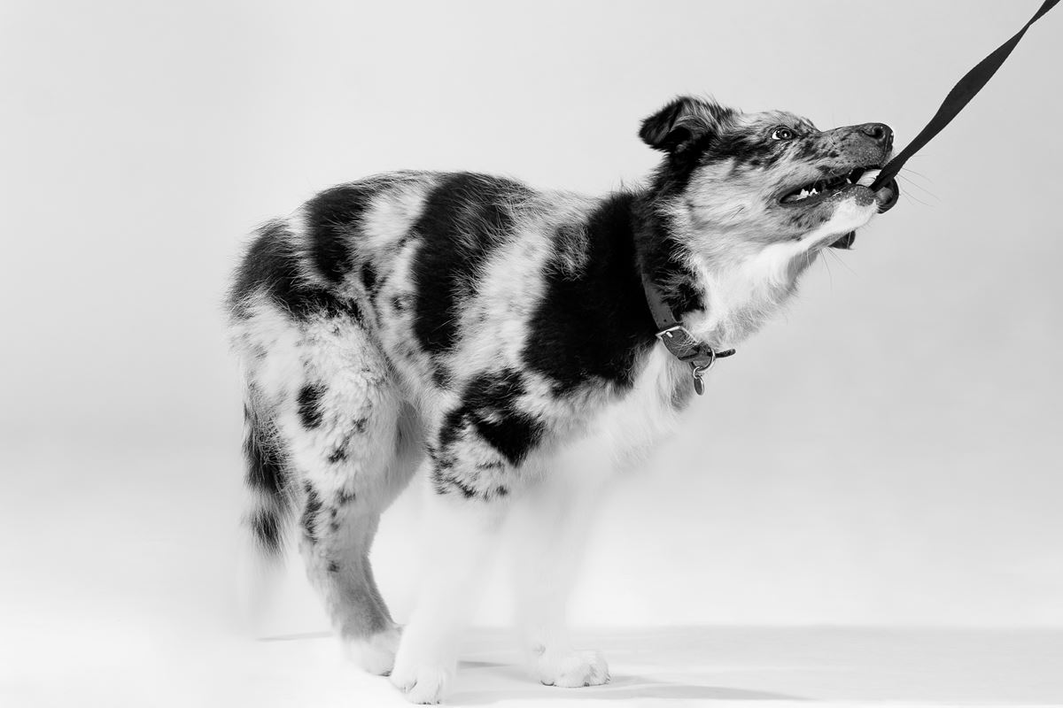 Dedicated to your opinion polls